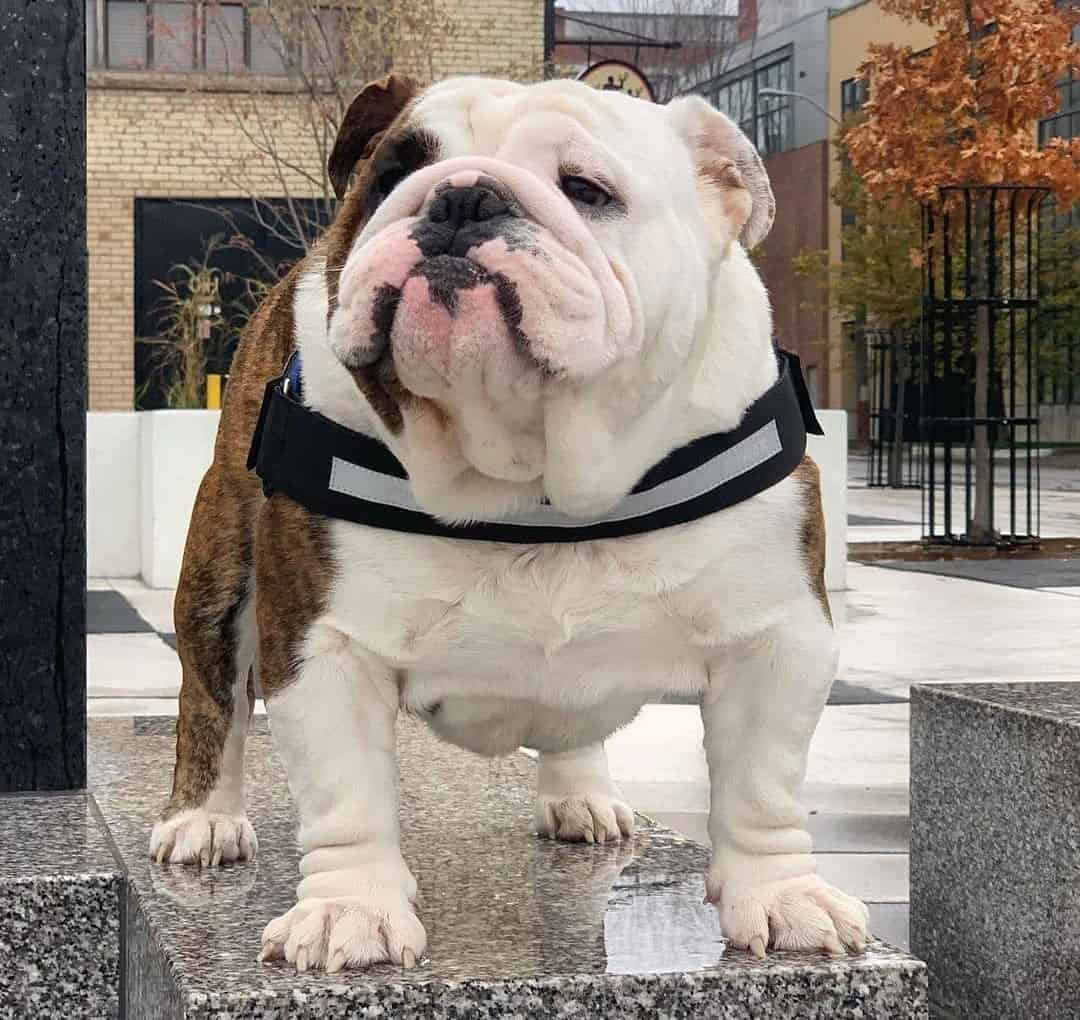 12 Best Dog Foods for English Bulldogs 2023 (Premium & Budget) K9 