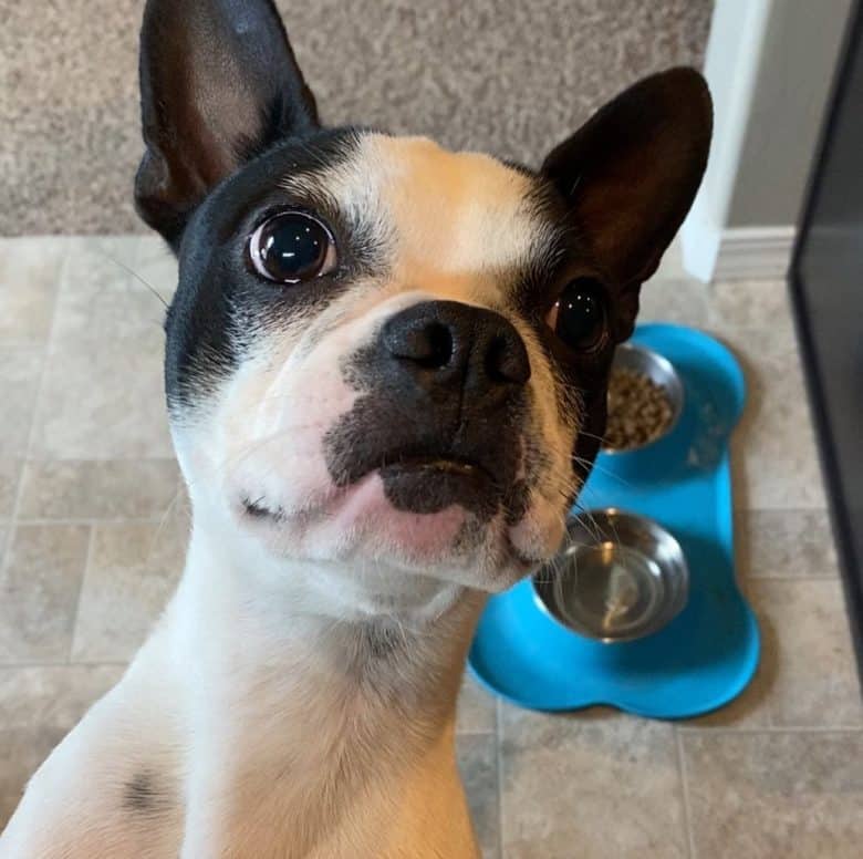 Hungry Boston Terrier wanting more food
