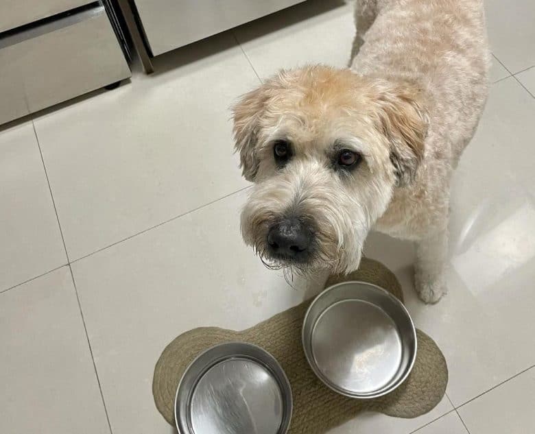 Hungry dog waiting for his food