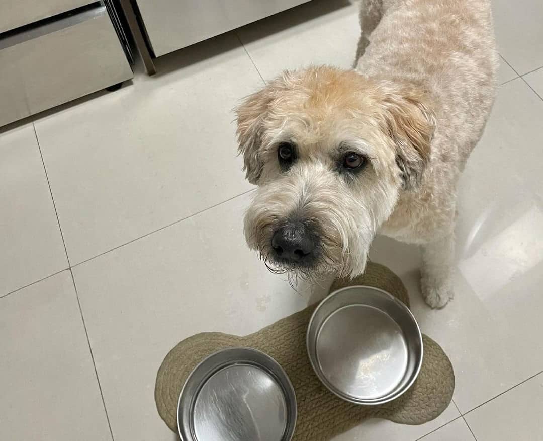 10 Best Lamb and Rice Dog Foods 2023 (Premium & Budget) K9 Web