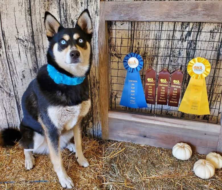 Husky Shiba Inu mix showcasing her BHA title