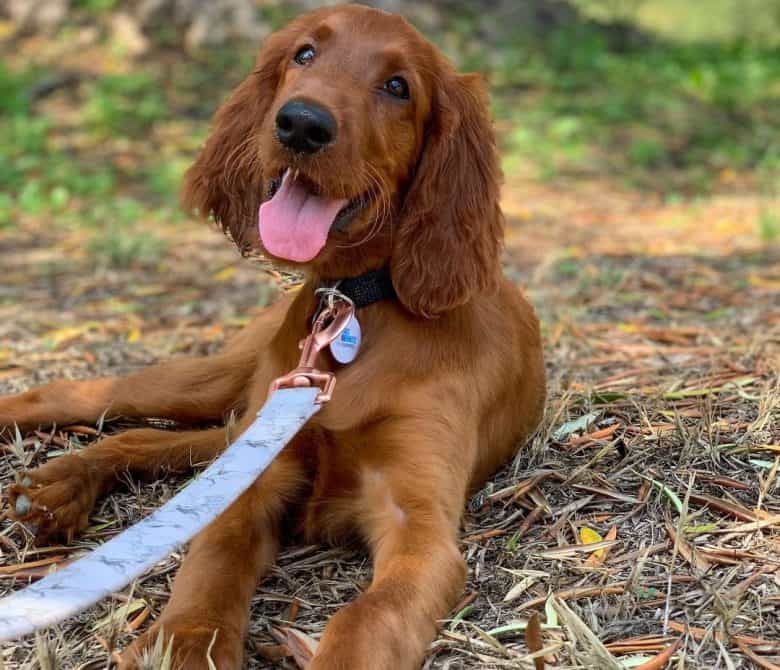Irish Setter laying down outside