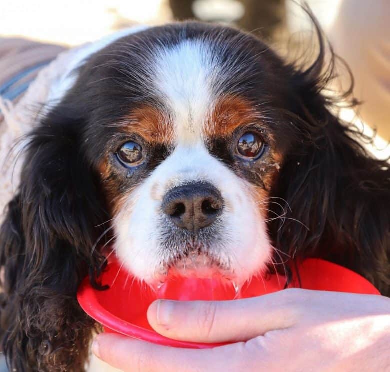 King Charles Cavalier dog acqua potabile