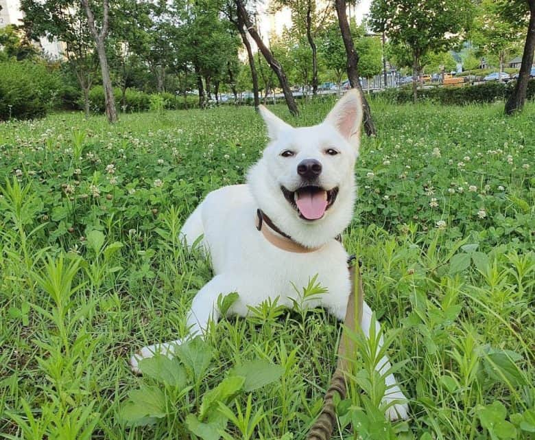Korean Jindo dog chilling on the grass