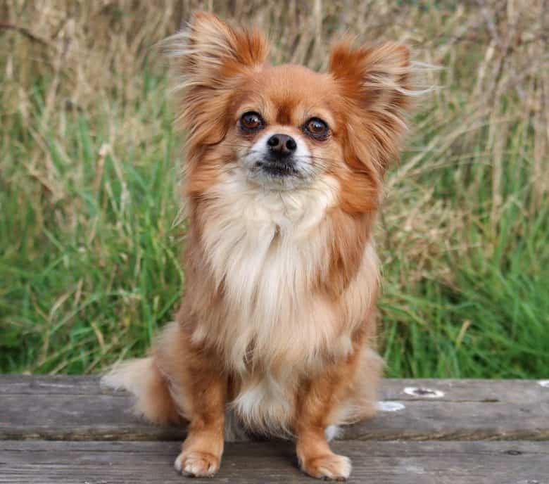 Long-haired Chihuahua portrait
