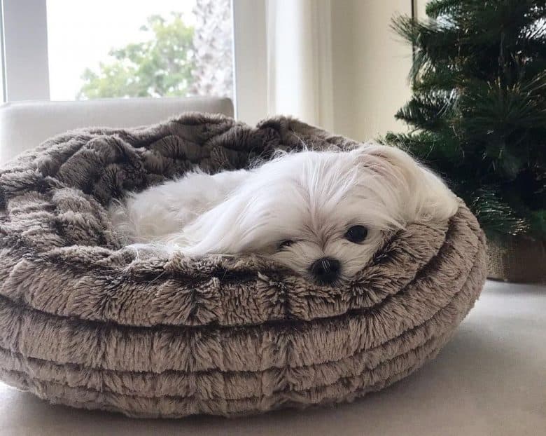 Maltese dog being lazy on the bed