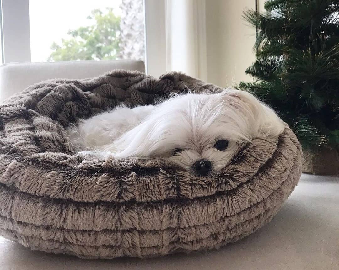 12 Best Dog Foods for Maltese 2023 (Premium & Budget) K9 Web