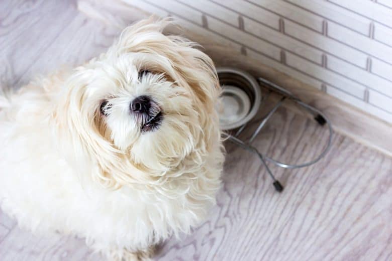 White Maltese dog waiting for food