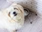 The 12 Best Dog Food for Maltese (All Life Stages) in 2022