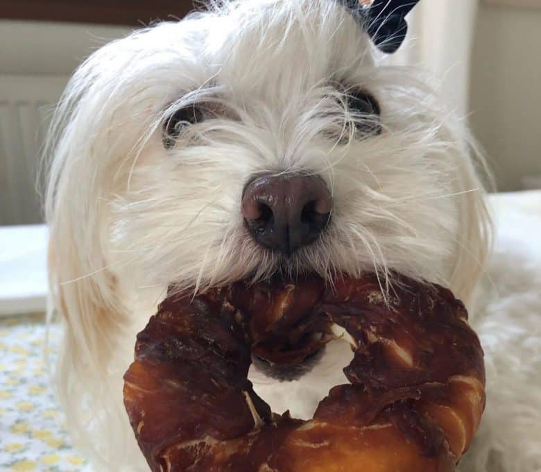 Maltese dog eating delicious treat
