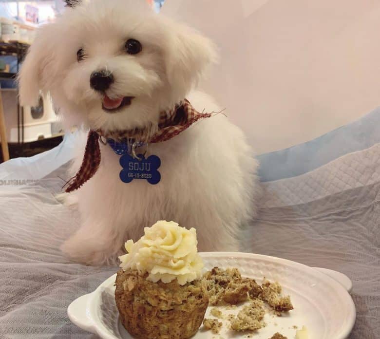 Maltese dog eating a liver pupcake