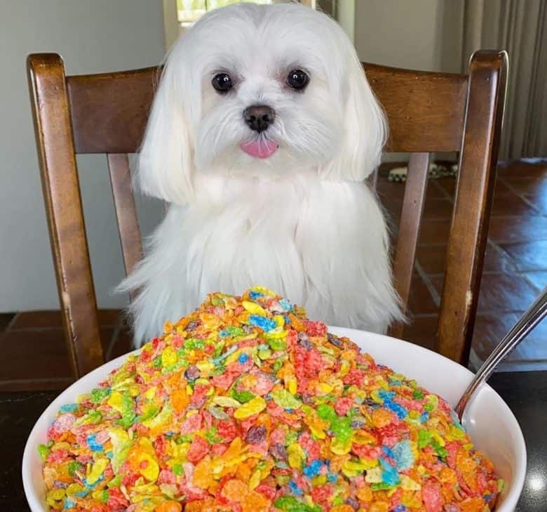 Maltese dog with bowl full of cereals