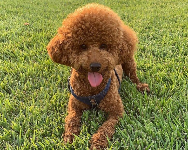 Miniature Poodle playing on the grass