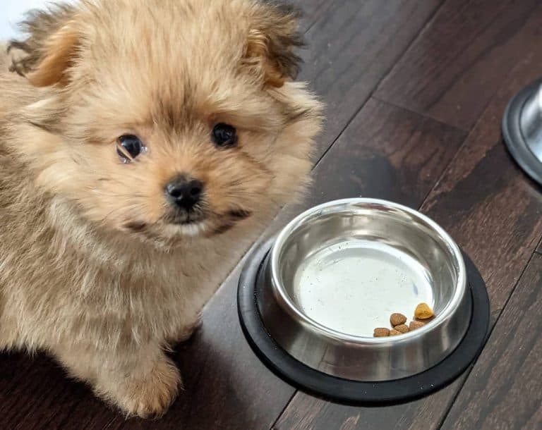 10 Best Lamb and Rice Dog Foods 2023 (Premium & Budget) K9 