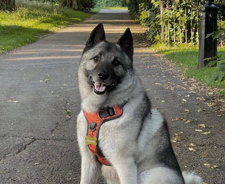 Norwegian Elkhound on a Sunday walk