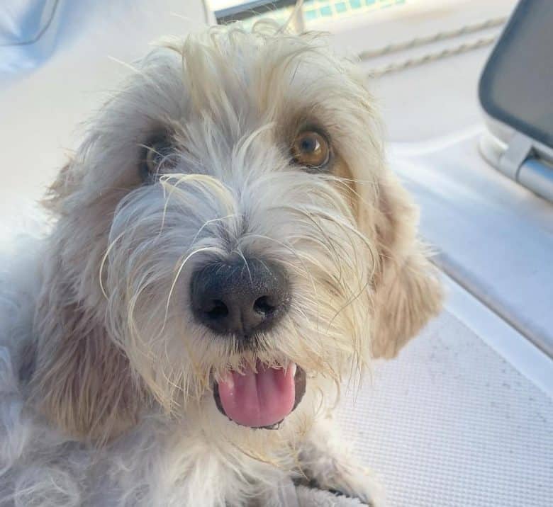 Petit Basset Griffon Vendeen dog portrait