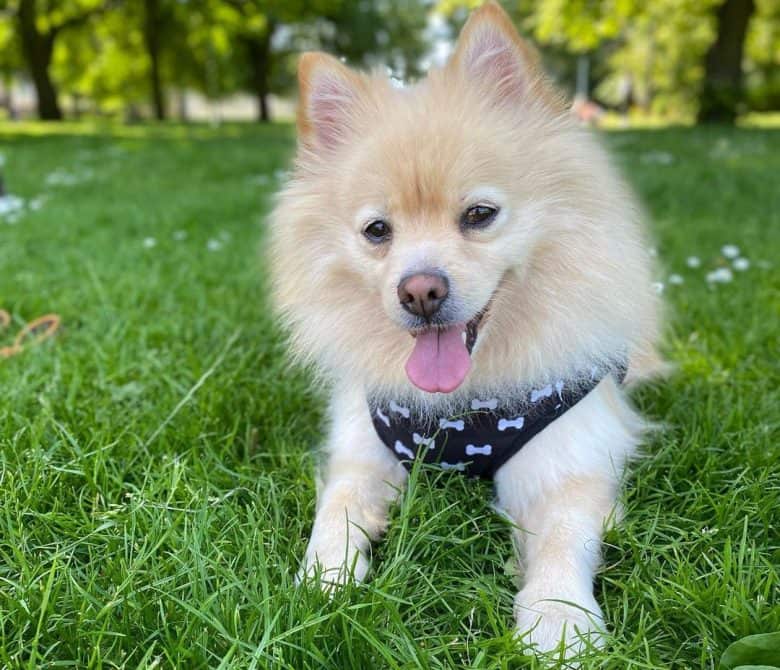 Pomeranian playing on the grass