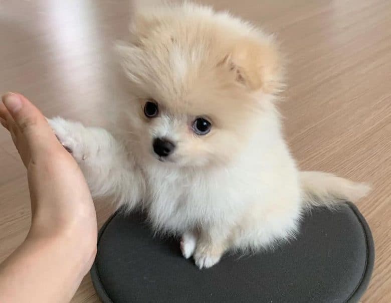 Pomeranian puppy giving high five