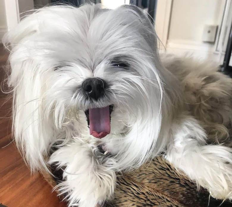 Portrait of a happy Maltese dog