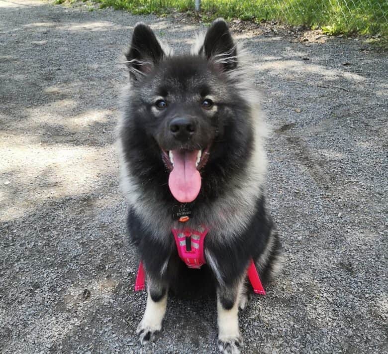 Portrait of a Keeshond dog