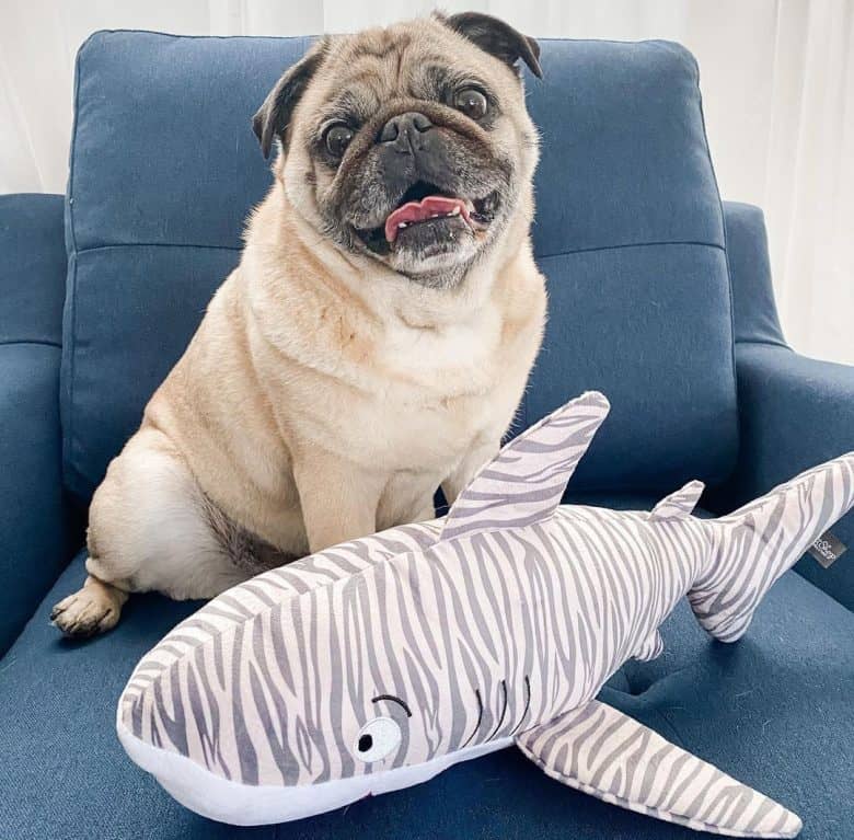 A Pug having a shark stuffed toy