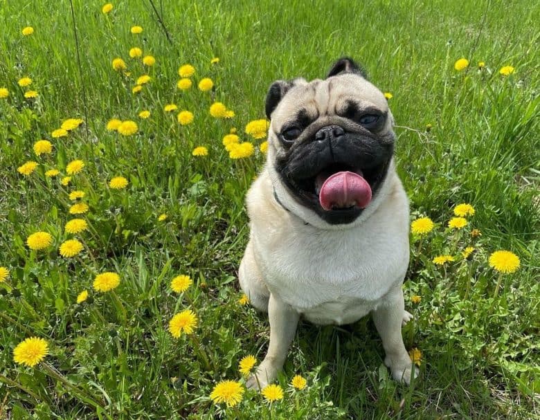 Pug dog sitting on the grass with wild flowers
