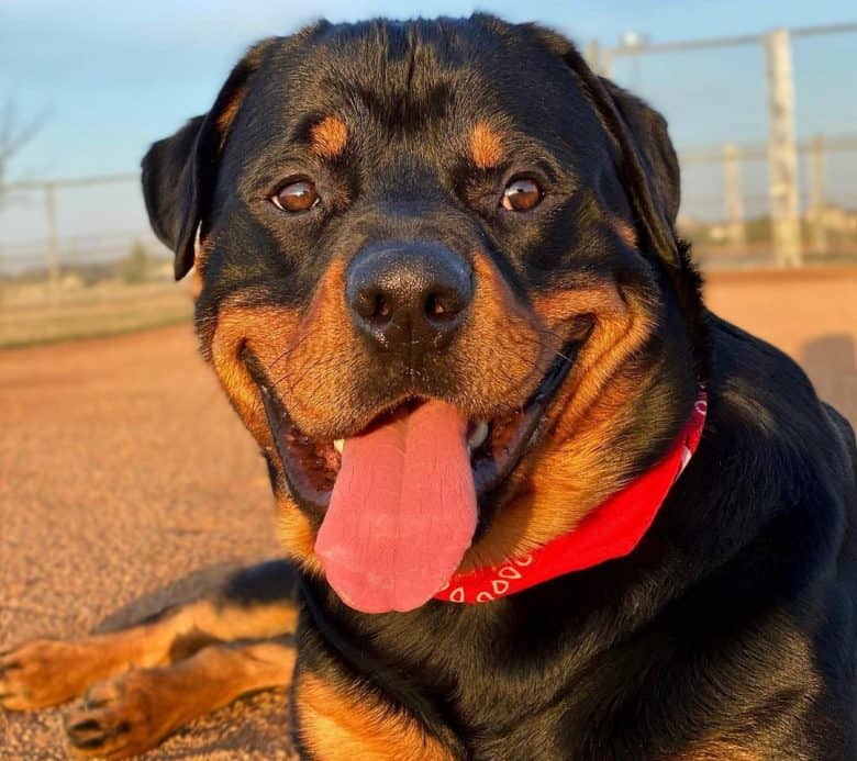 Rottweiler dog enjoying the sunset