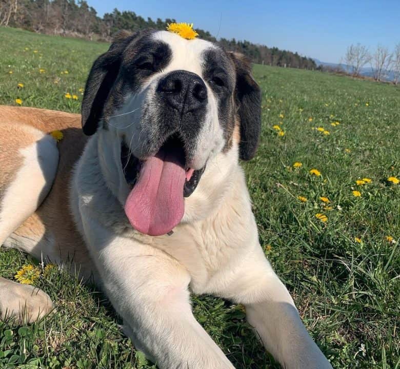 Saint Bernard dog having a flower on the head