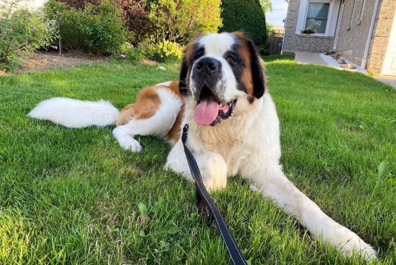 Saint Bernard dog relaxing on the backyard