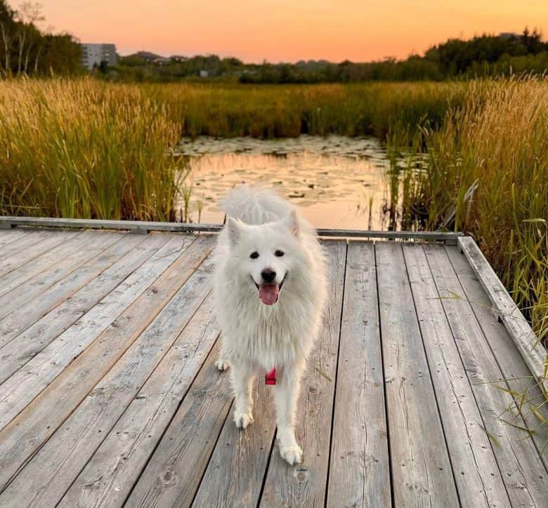 Samoyed dog posing in a rice field background