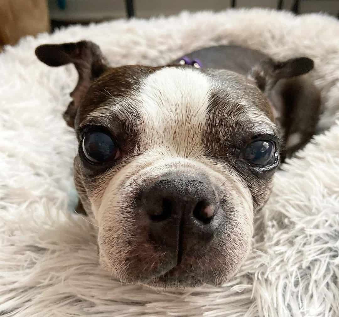 11 Best Dog Foods for Boston Terriers 2023 (Premium & Budget) K9 