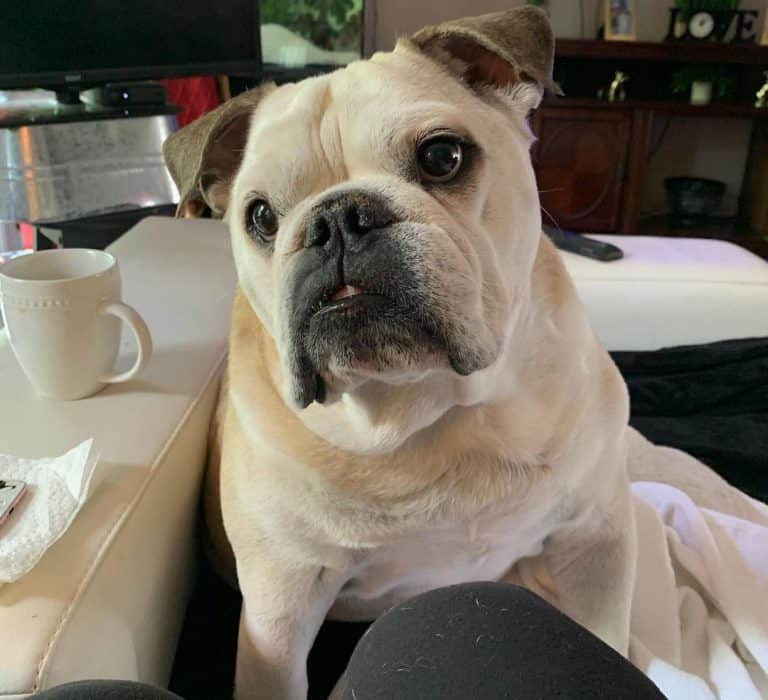 Your Guide to the 12 Best Dog Foods for English Bulldogs K9 