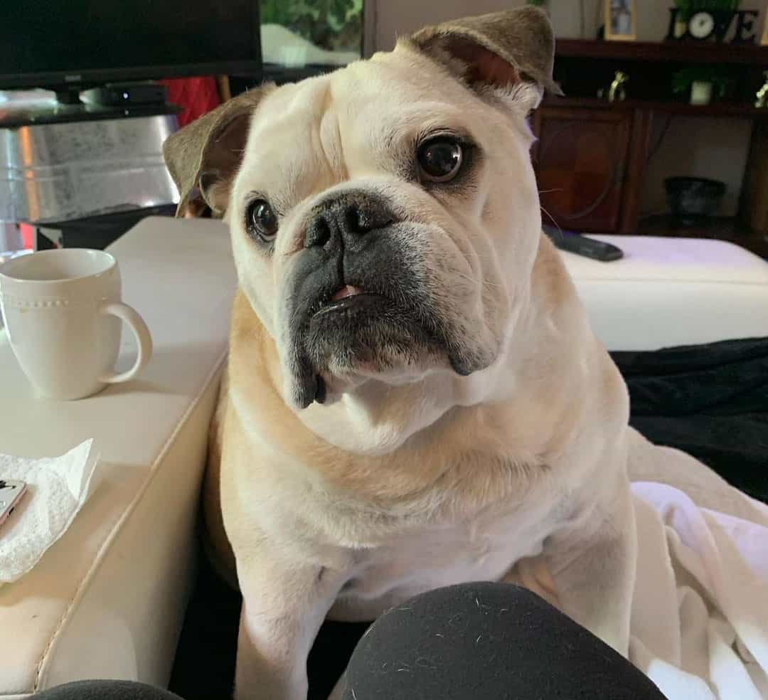 12 Best Dog Food for English Bulldogs 2022 (Premium & Budget) K9 