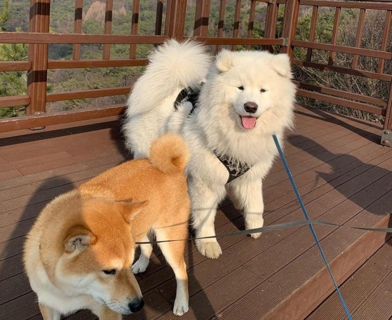 Shiba Inu and Samoyed dogs in a viewing deck