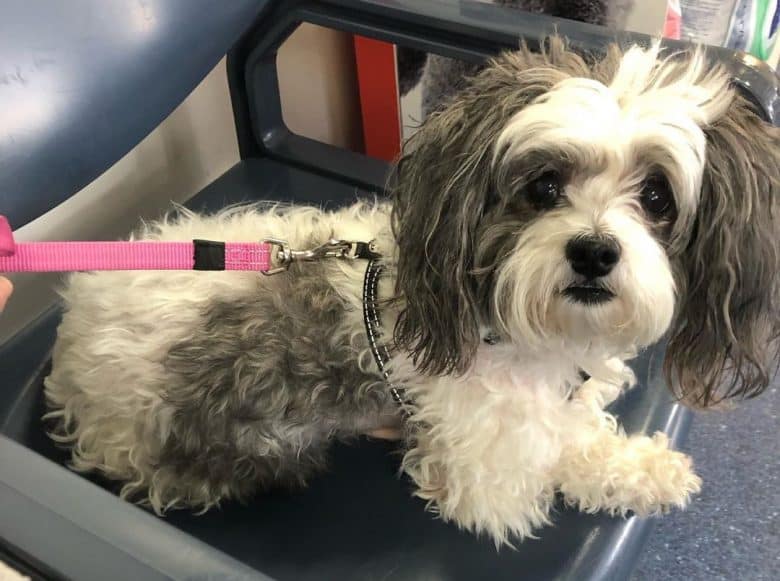 Shichon cane su veterinario a causa di infezione dell'orecchio