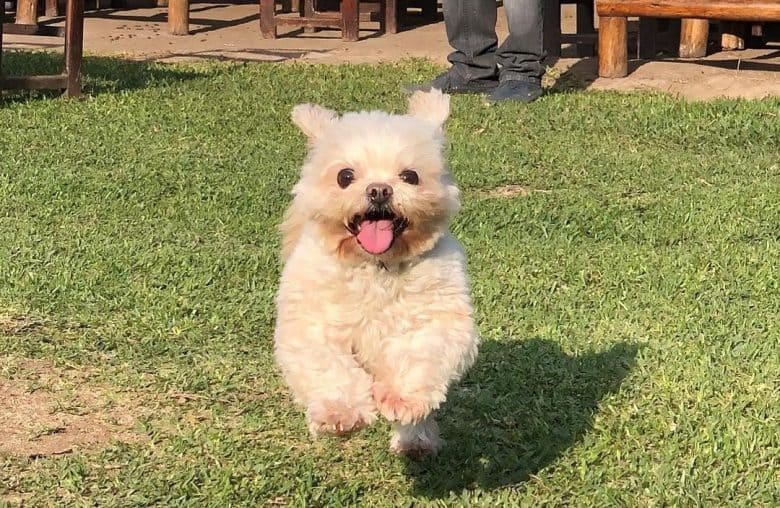 A Shih Tzu dog running fast