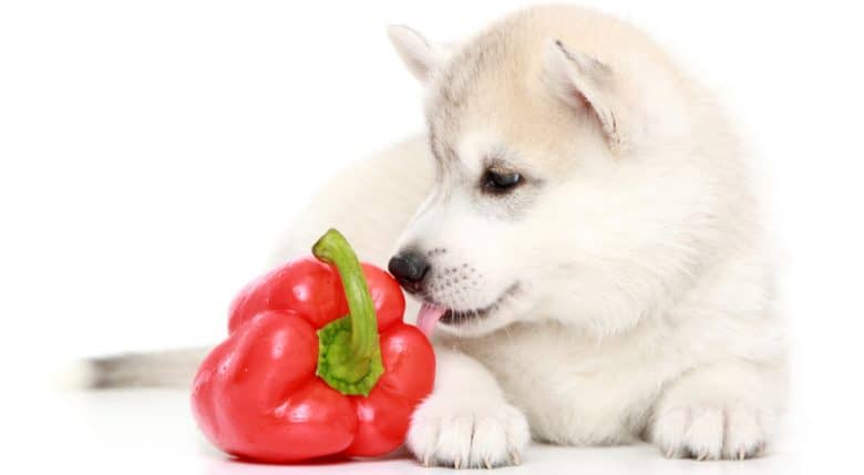 Siberian Husky puppy with a bell pepper