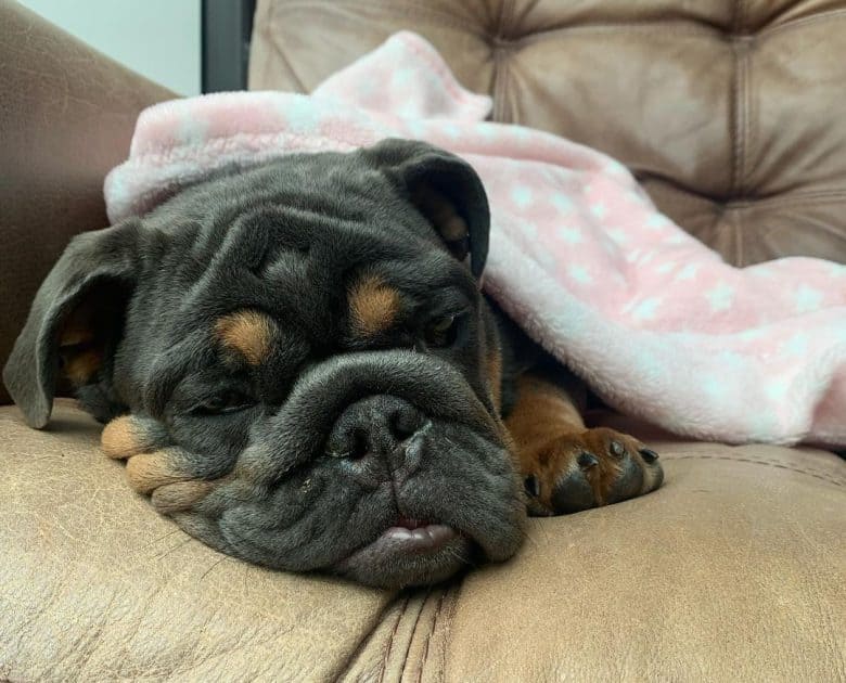 Bulldog malato sdraiato
