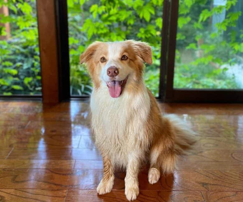 Border Collie dog wet from a bath