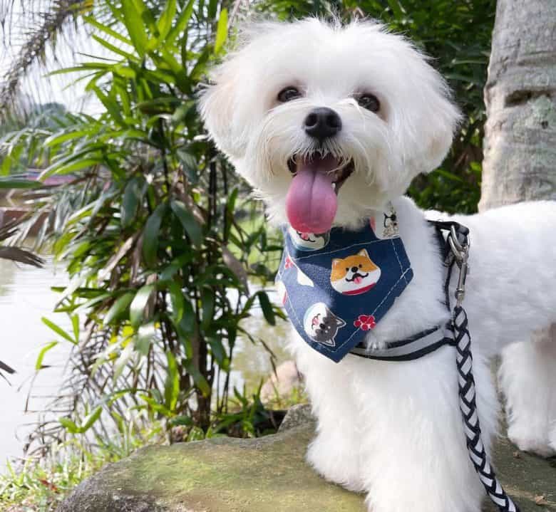 Smiling Maltese dog with bandana