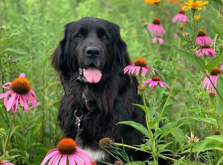 Solid black Newfoundland dog portrait
