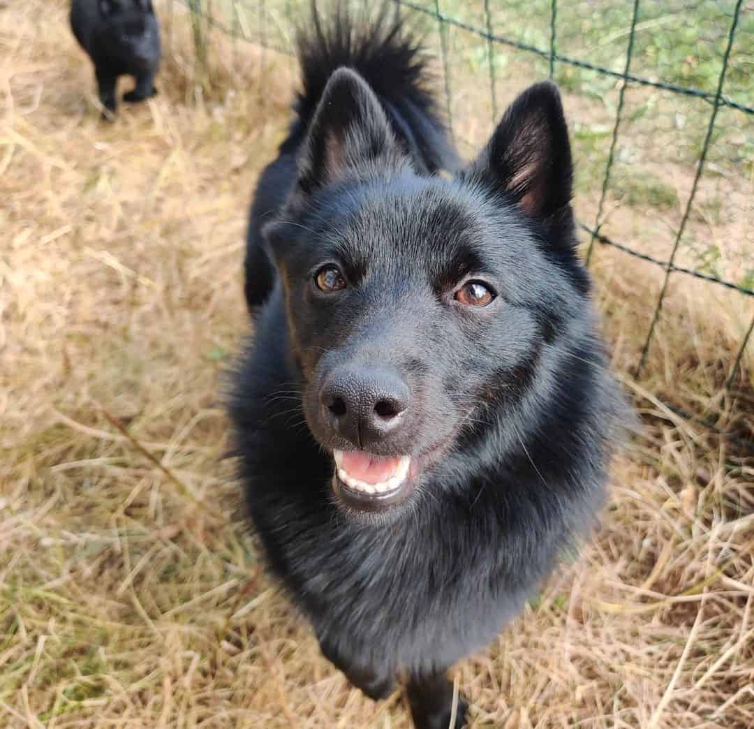 18 of the Most Adorable Dogs that Look Like Foxes - K9 Web