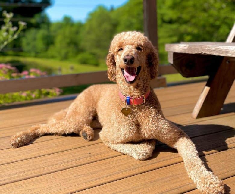 Standard Poodle laying on the view deck