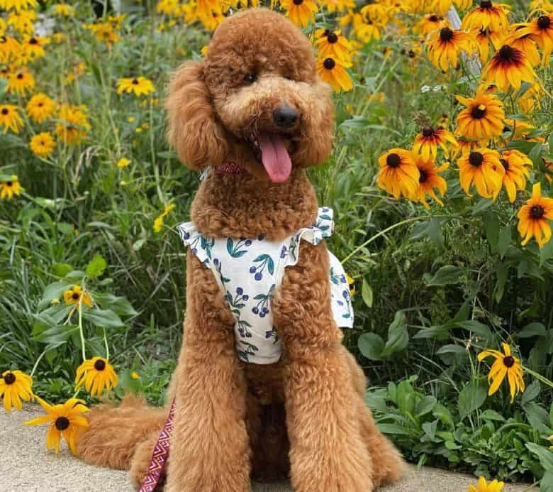 Standard Poodle sitting in a beautiful flowers background