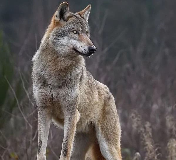 Stunning portrait of Kugsha dog