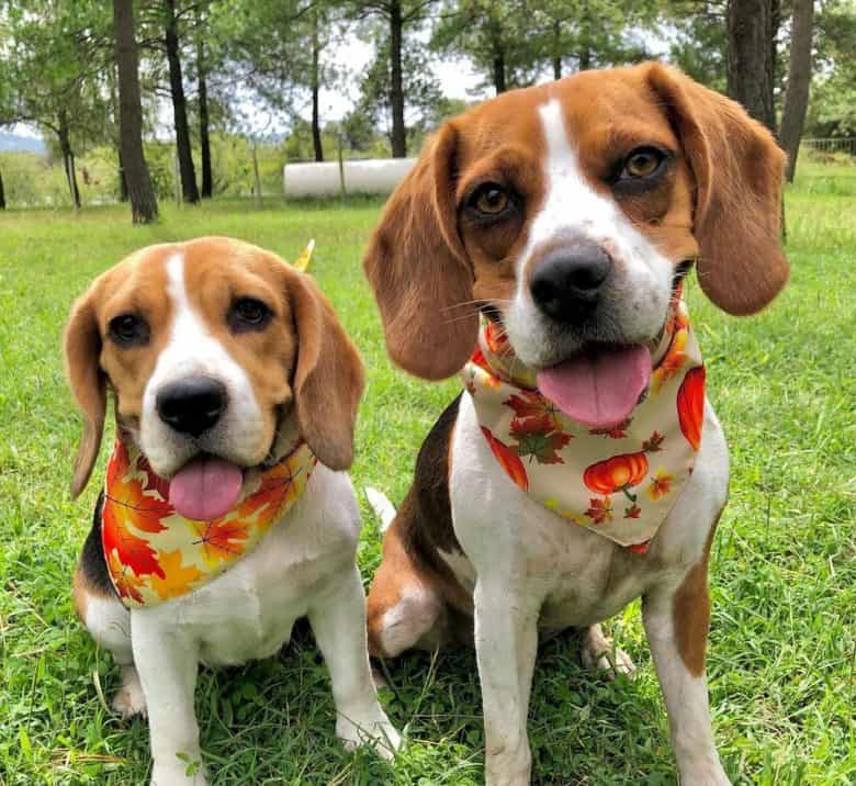 Beagles wearing bandana