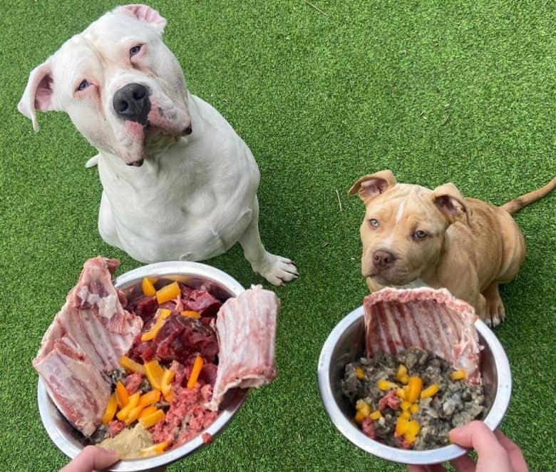 Two Bullies having a stuffed raw lamb ribs meal