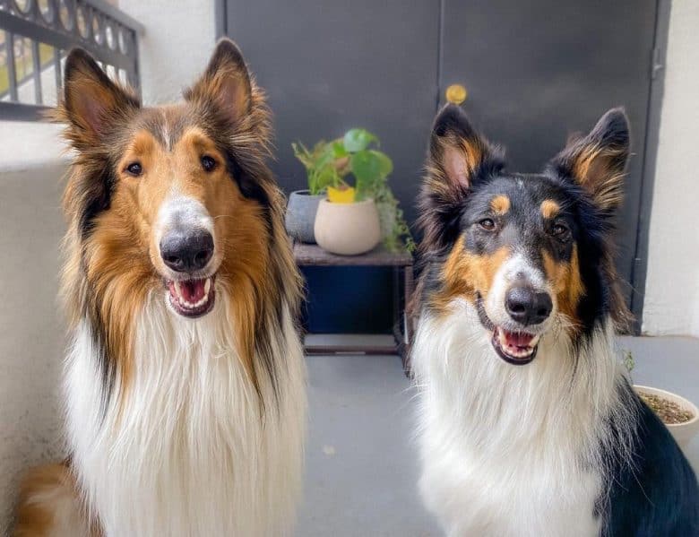 Two charming Rough Collies