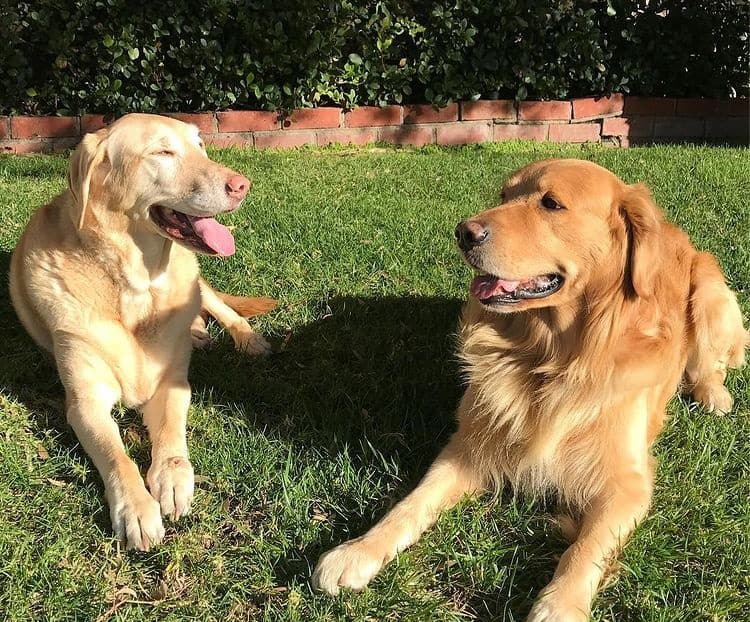 Two Golden Retrievers playing together