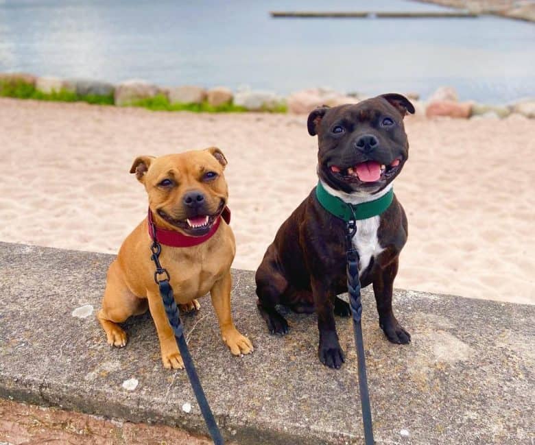 Two Staffordshire Bull Terriers enjoying the beach